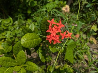 red and yellow flowers