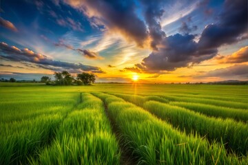 Obraz premium Golden sunset over green fields with dramatic sky