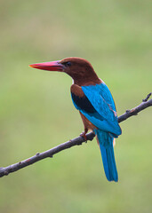 White throated kingfisher perched on a tree branch
