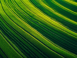 Naklejka premium A field of green grass with a wavy pattern. The grass is lush and vibrant, creating a sense of freshness and vitality. The image evokes a feeling of tranquility and natural beauty