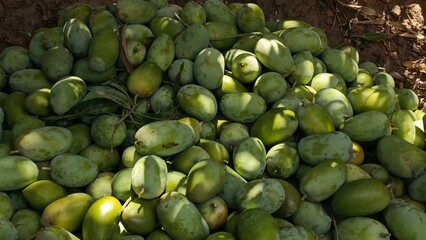 Green ripe mangoes after harvest, prepared for packaging and sale. Fresh, organic, tropical fruit ready for the consumer market, highlighting mango farming, agriculture, and healthy eating.