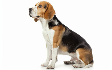 This image features a Beagle sitting gracefully with its ears perked up, set against a crisp white background.