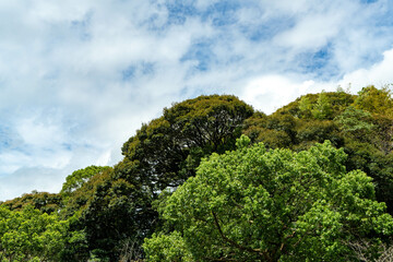 雲に包まれる森の冠