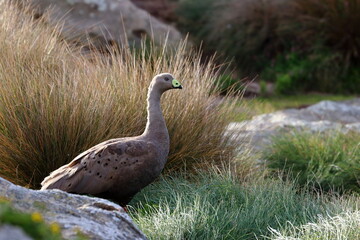 cape barren goose