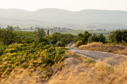 A winding road cuts through lush green vineyards, underlining a journey through serenity and abundance in the sunlit hours, highlighting the beauty of nature in Penedes Barcelona