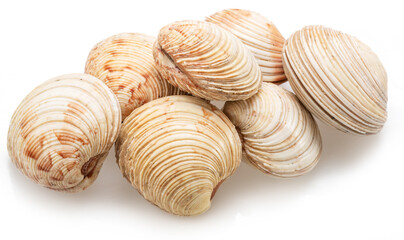 Edible raw hard clams isolated on white background. Delicacy food.