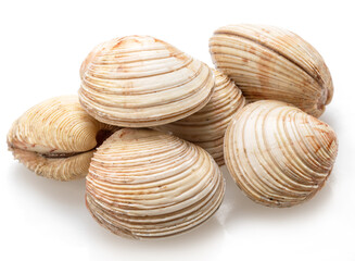 Edible raw hard clams isolated on white background. Delicacy food.