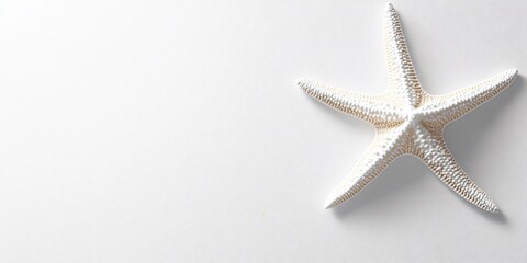 starfish on white background