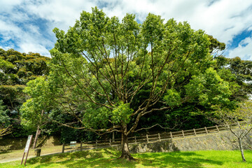枝の先に広がる緑のシンフォニー