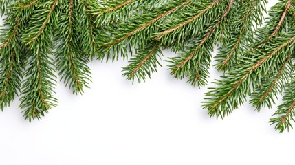 Spruce branches border, isolated on white background