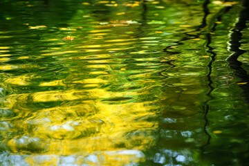 Reflection of trees in a body of water. The water is green and the leaves are yellow