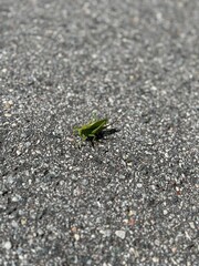 grasshopper on the road
