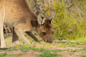 Western grey kangaroo, Macropus fuliginosus, grazing 