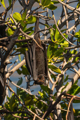 Black Headed Flying Fox Pteropus alecto, at yardie Creek, Cape Range National Park 