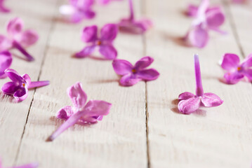 Fallen lilac blossoms