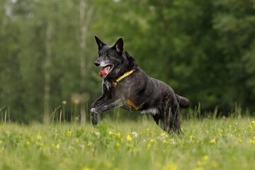 old black dog running portpait on green nature