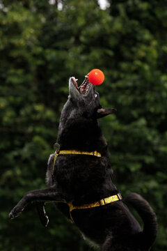 old black dog plaing with orange ball on green nature