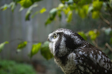 Northern hawk-owl (Surnia ulula). Wild life animal.