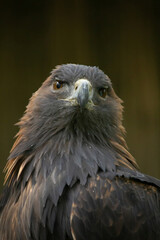 golden eagle is looking in the cam