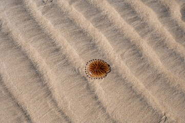 Jellyfish on the sandy beach