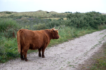 A highland cattle on a footpath in a dune landscape