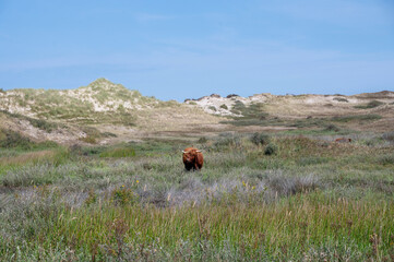 A brown highland cattle in a dune landscape