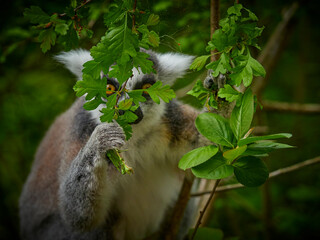 One animal lemur catta looking at the camera between leafs