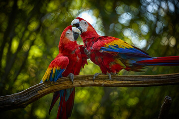 Two ara parrots on brunch with green background © denisapro