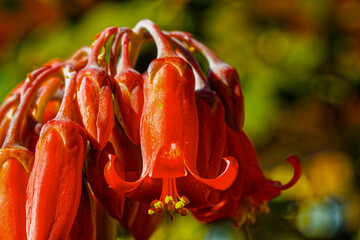 Close up of red Cotyledon wildflower during winter in Little Karoo near Oudtshoorn, Western Cape,...