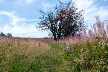 Pink flowers on a green meadow with a tree
