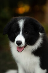 border collie cute puppy playing in the yard