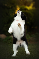 Obraz premium border collie cute puppy playing in the yard