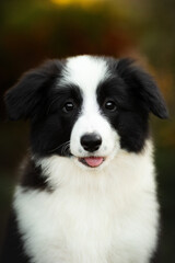 border collie cute puppy playing in the yard