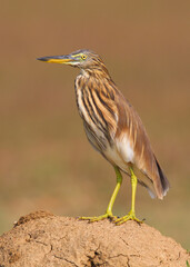 Indian pond heron sitting on a mud hump