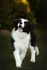 Fototapeta premium border collie cute puppy playing in the yard