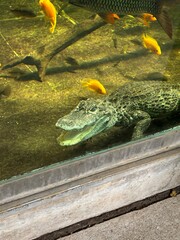 crocodile on the water in zoo