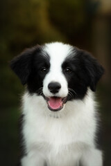 border collie cute puppy playing in the yard