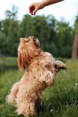 The pure breed Havana doing cute trick