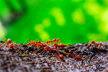ants on the grass