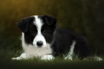 border collie cute puppy playing in the yard