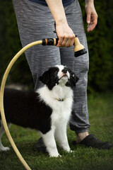 border collie cute puppy playing with grass watering hose in the yard with owner