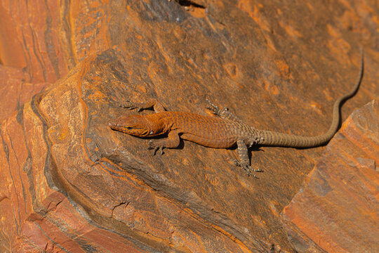 Hamersley Range Rock Monitor or Southern Pilbara rock goanna Varanus hamersleyensis