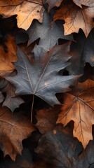Close-up of autumn leaves, vibrant seasonal