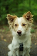 The welsh corgi crossbreed is in the nature