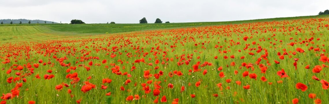 Rote Mohnblumen im Getreidefeld