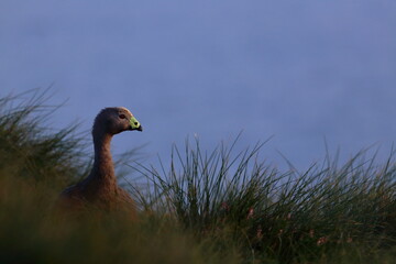 cape barren goose