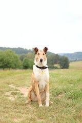 The collie sit on the meadow