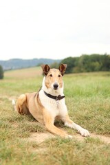 Collie lies on the meadow in summer