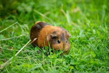 Cochon d'Inde brun errant librement dans un jardin d'herbes hautes. Le cochon d'Inde se promène à l'air frais et mange.