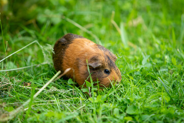 Cochon d'Inde brun errant librement dans un jardin d'herbes hautes. Le cochon d'Inde se promène à l'air frais et mange.